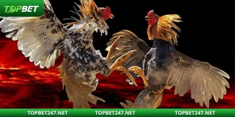 Khái quát thông tin chi tiết về đá gà